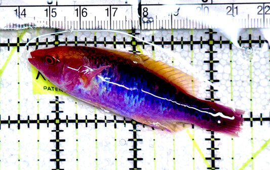 Lubbock's Fairy Wrasse LFW061203 WYSIWYG Size: SHOW 2.75" approx