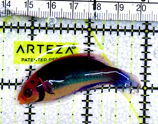 Redhead Solor (Clown Fairy) Wrasse RSW061201 WYSIWYG Size: L 2.25" approx