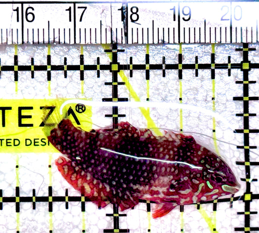 Meleagris Leopard Wrasse MLW061203 WYSIWYG Size: S 1.5"approx