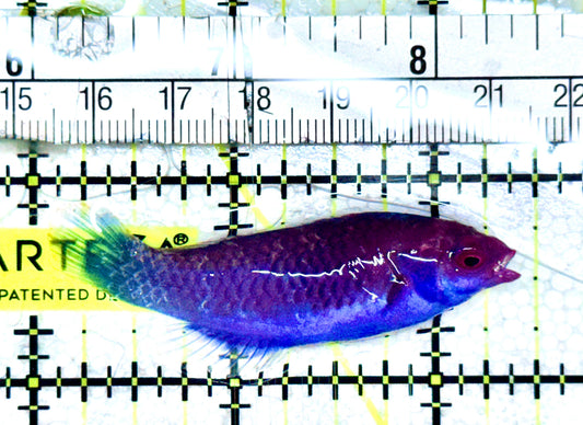 Blueside Fairy Wrasse BFW061202 WYSIWYG Size: L 2.5" approx