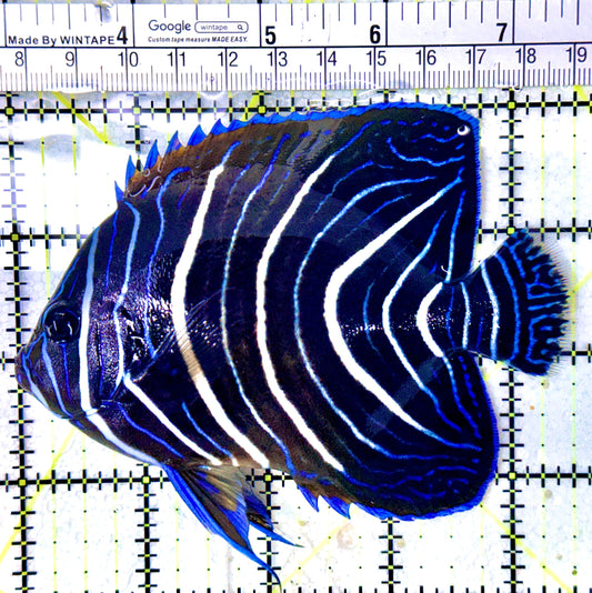 Koran Angelfish Juvenile KAJ050502 WYSIWYG Size: XL 4.5"