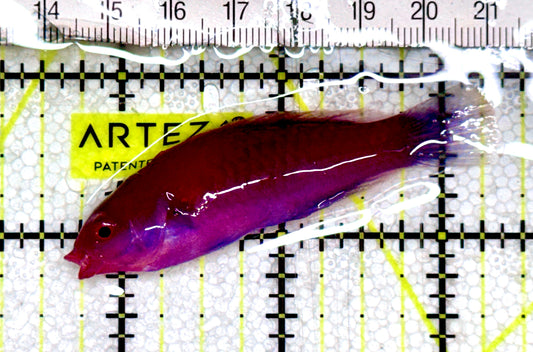 Blueside Fairy Wrasse BFW061203 WYSIWYG Size: L 2.5" approx