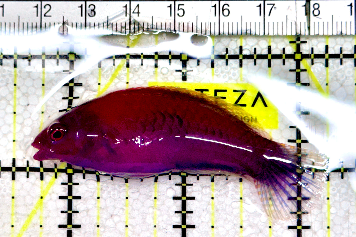 Blueside Fairy Wrasse BFW061205 WYSIWYG Size: L 2.5" approx