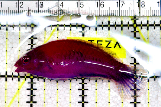 Blueside Fairy Wrasse BFW061204 WYSIWYG Size: L 2.5" approx