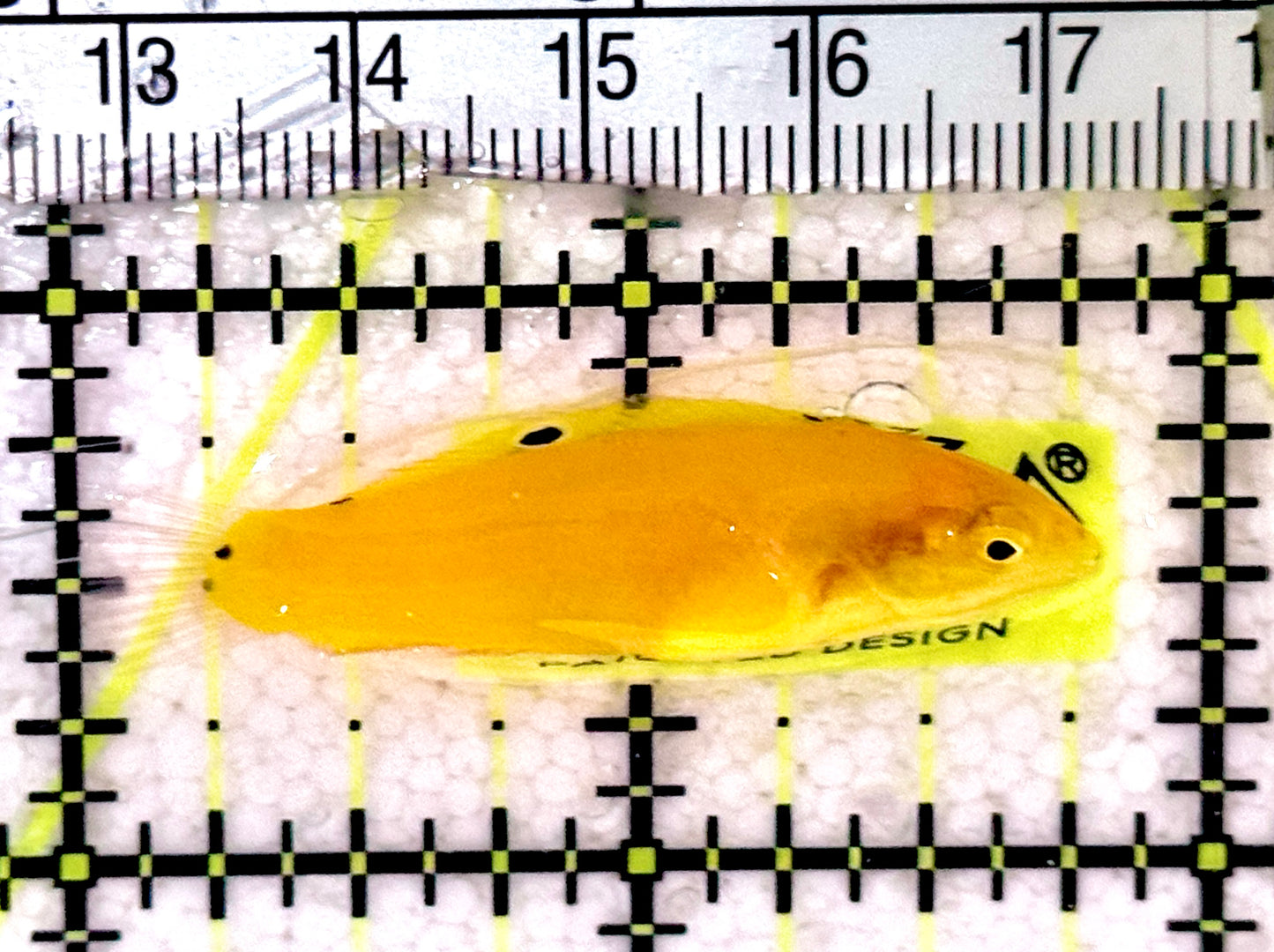 Yellow Coris Wrasse YCW061301 WYSIWYG Size: S 1.75" approx