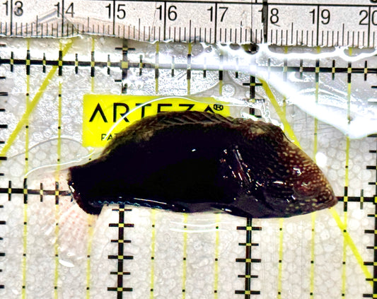 Black Leopard Wrasse BLW061301 WYSIWYG Size: XL 2.5" approx