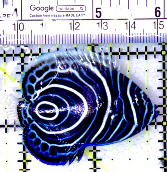 Emperor Angelfish Juvenile EAJ050502 WYSIWYG Size: M 2.25"