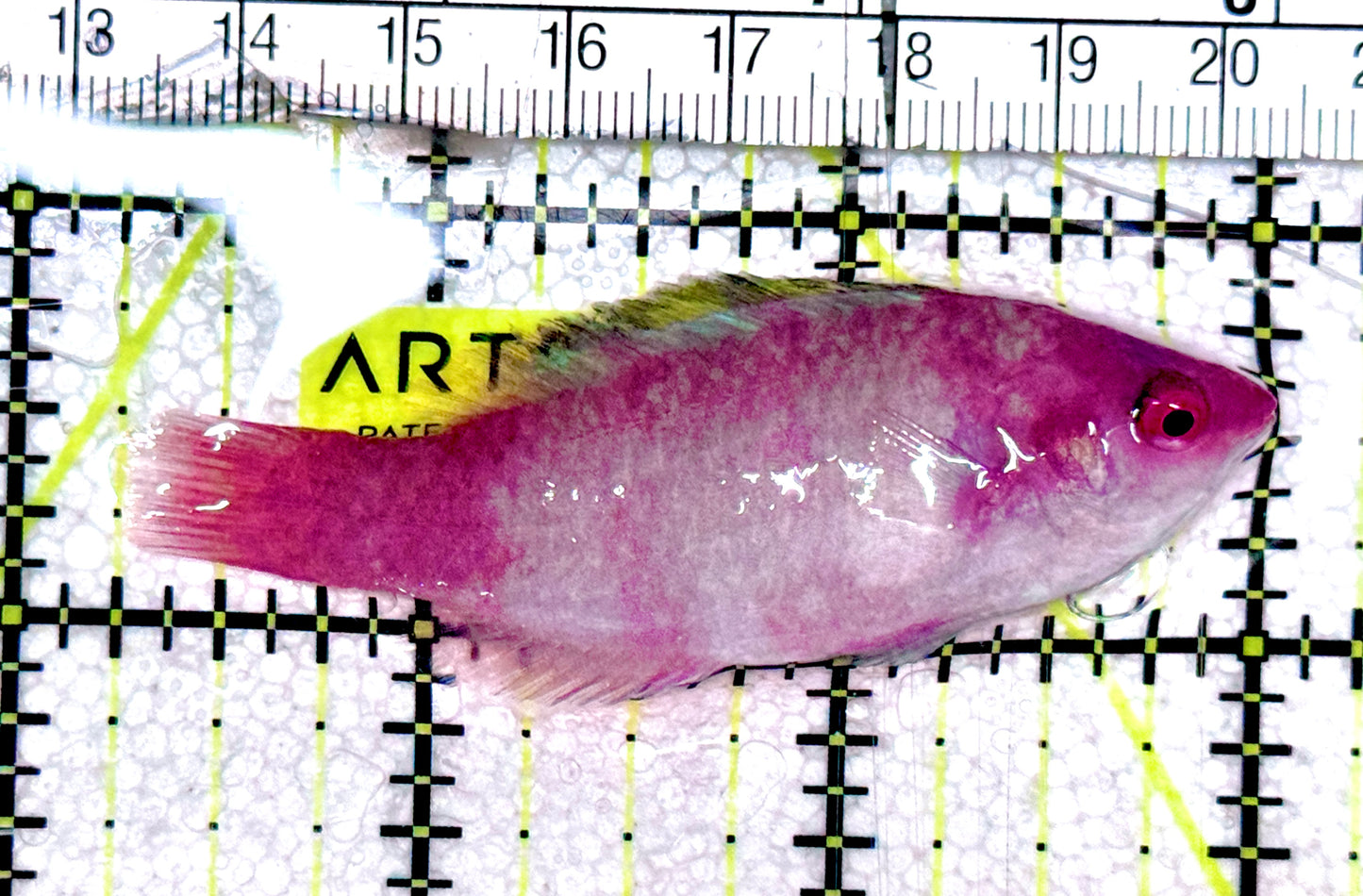 Yellowfin Fairy Wrasse YFW061302 WYSIWYG Size: SHOW 2.75" approx