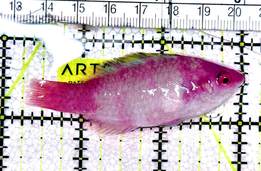Yellowfin Fairy Wrasse YFW061302 WYSIWYG Size: SHOW XXL 2.75" approx