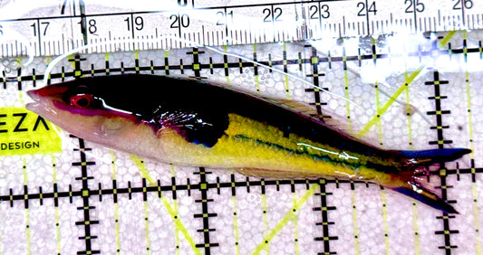 Royal Pencil Wrasse (Male) RPW061702 WYSIWYG Size: XL 3.75" approx