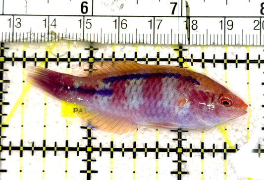 Lubbock's Fairy Wrasse LFW061201 WYSIWYG Size: SHOW 2.5" approx