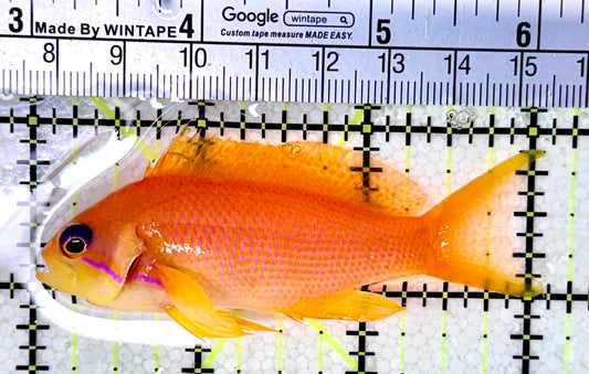 Female Lyretail Anthias (Maldives) FLA050501 WYSIWYG Size: SHOW XXL 3"