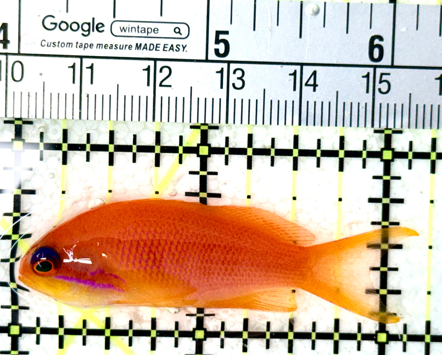 Female Lyretail Anthias (Maldives) FLA050501 WYSIWYG Size: XL 2.25" approx