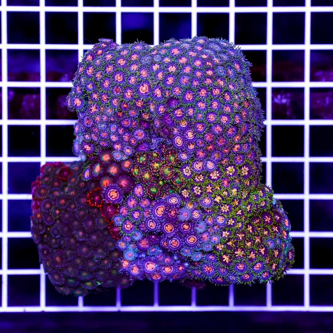 Ultra Vietnamese Zoanthid Colony Mother Colony UVZCMC082501 WYSIWYG