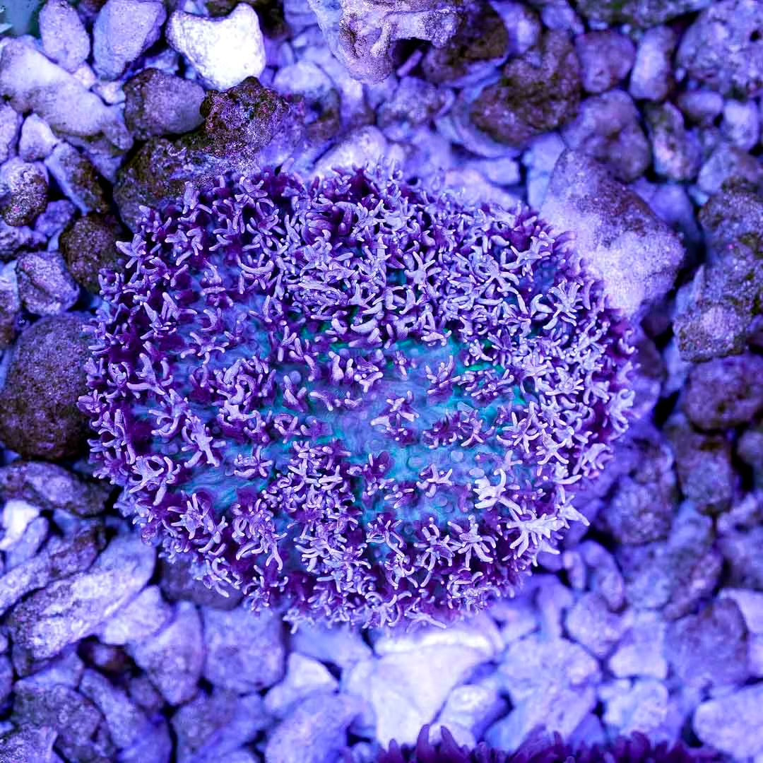 Ultra Aussie Magic Carpet Mushroom Mother Colony UAMCMMC082501 WYSIWYG