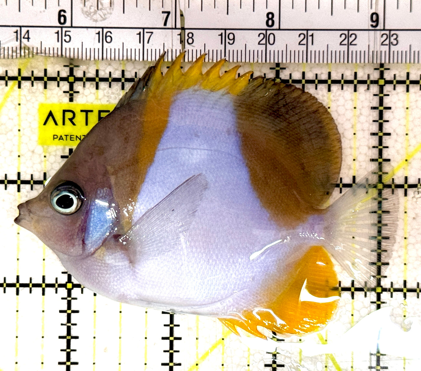 Pyramid Diamond Butterflyfish PDB061201 WYSIWYG Size: M 3.75" approx