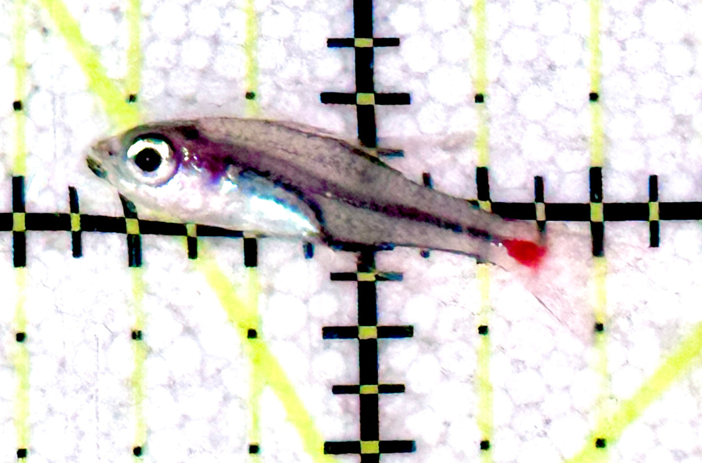 Red Tail Spot Cardinal Fish RTSCF061201 WYSIWYG Size: 1.25" approx