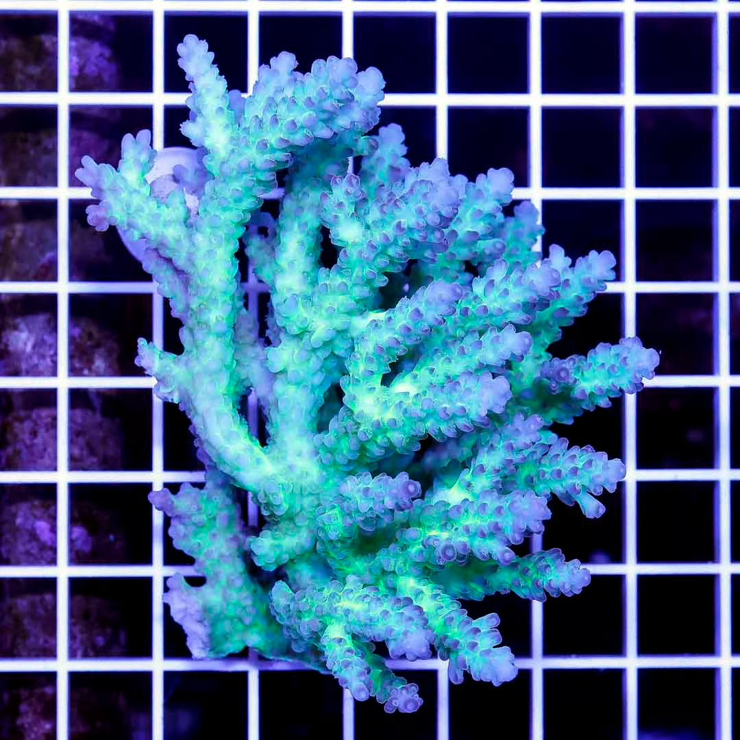 Ultra Hot Aussie Acropora Mother Colony UHAAMC082501 WYSIWYG