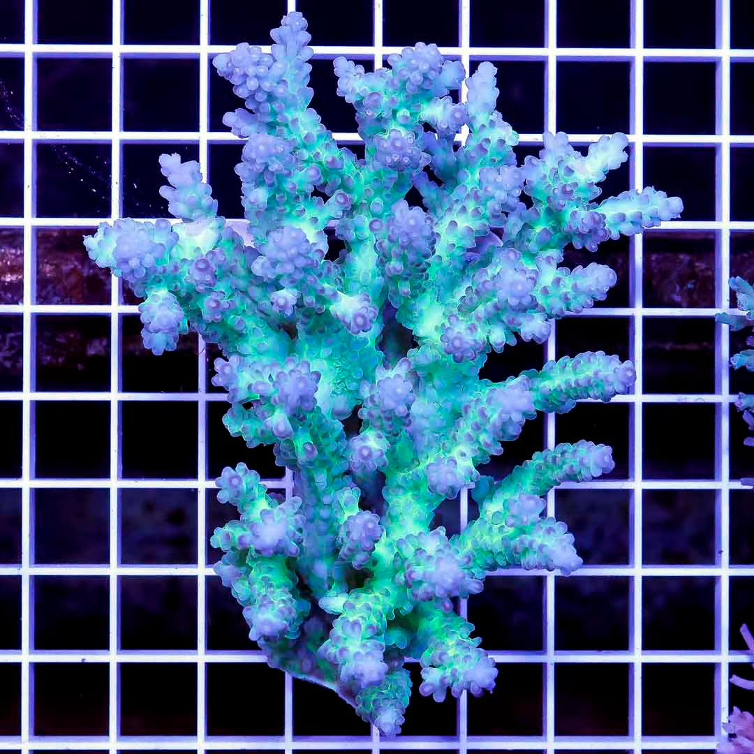 Ultra Hot Aussie Acropora Mother Colony UHAAMC082502 WYSIWYG