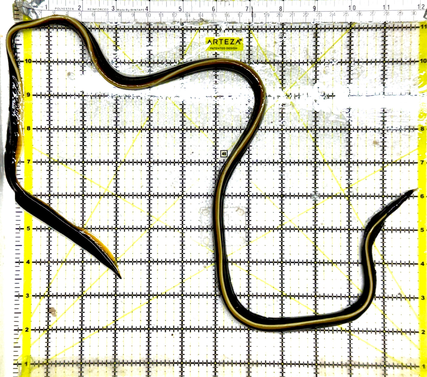 Black Ribbon Eel BRE061201 WYSIWYG Size: M 20" to 25" approx