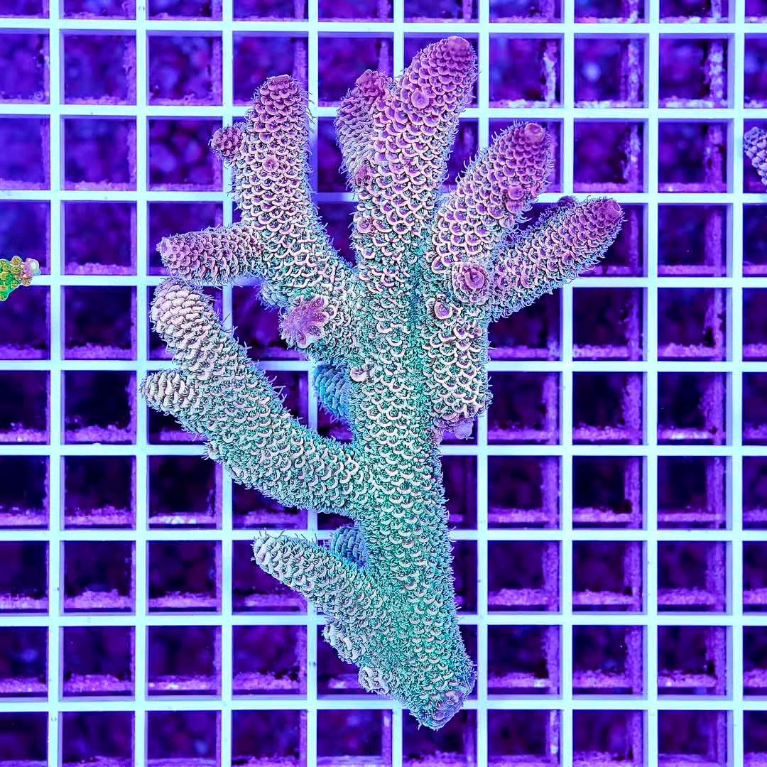 Ultra Aussie Wild Acropora Mother Colony UAWAMC082501 WYSIWYG