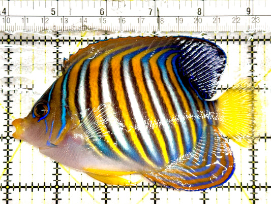 Regal Angelfish RA061201 WYSIWYG Size: XL 5.25" approx