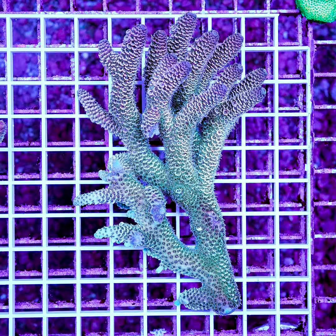 Ultra Aussie Wild Acropora Mother Colony UAWAMC082502 WYSIWYG