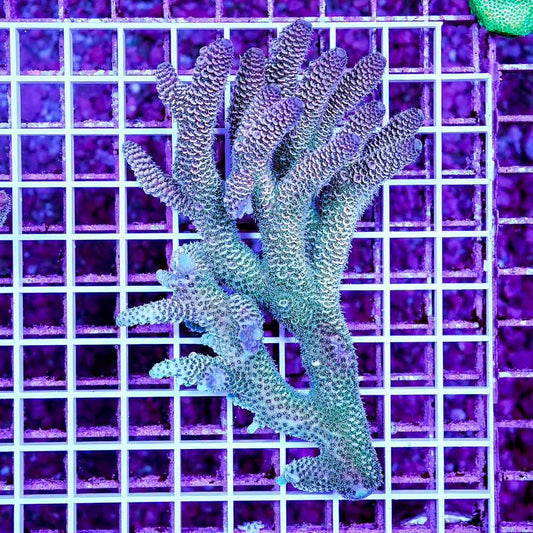 Ultra Aussie Wild Acropora Mother Colony UAWAMC082502 WYSIWYG
