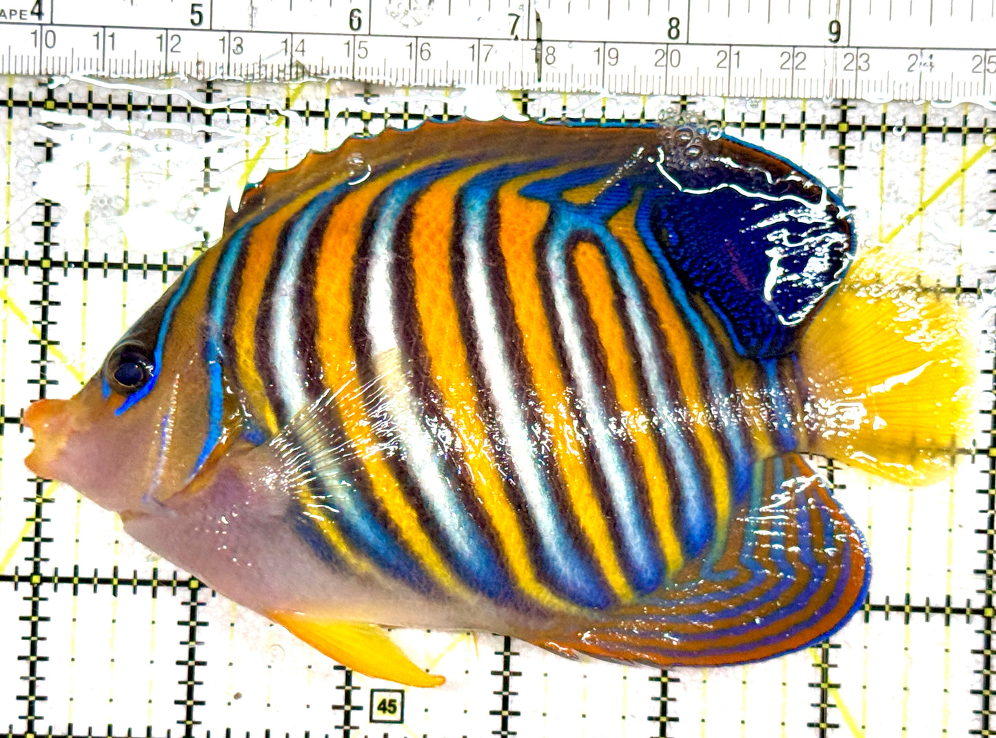 Regal Angelfish RA061202 WYSIWYG Size: XXL 6.25" approx