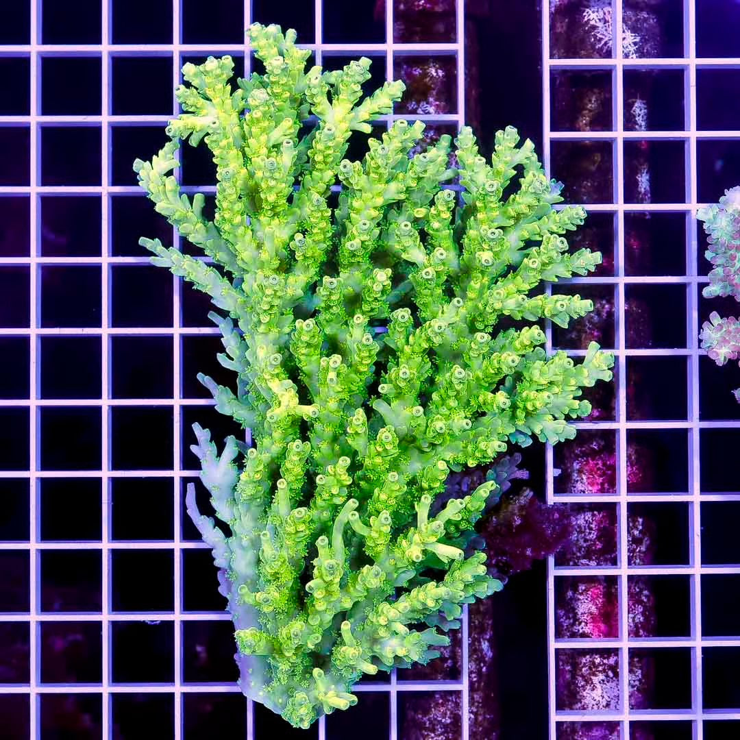 Ultra Hot Aussie Acropora Mother Colony UHAAMC082504 WYSIWYG