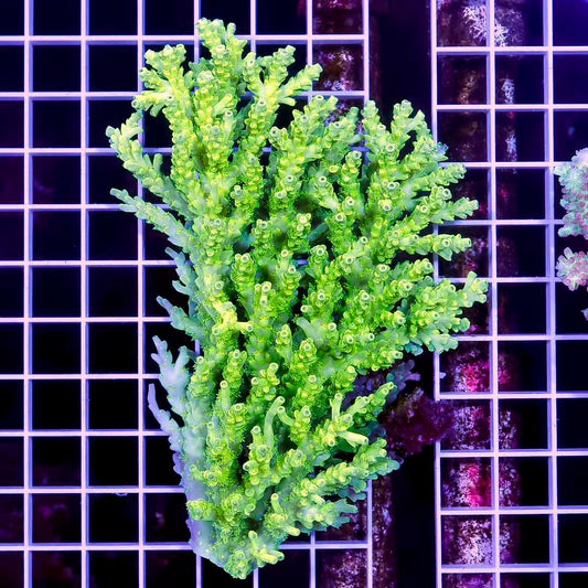 Ultra Hot Aussie Acropora Mother Colony UHAAMC082504 WYSIWYG