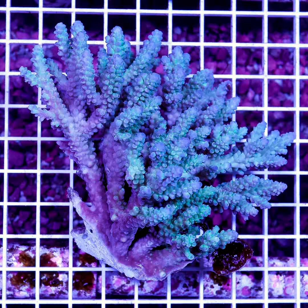 Ultra Hot Aussie Acropora Mother Colony UHAAMC082505 WYSIWYG