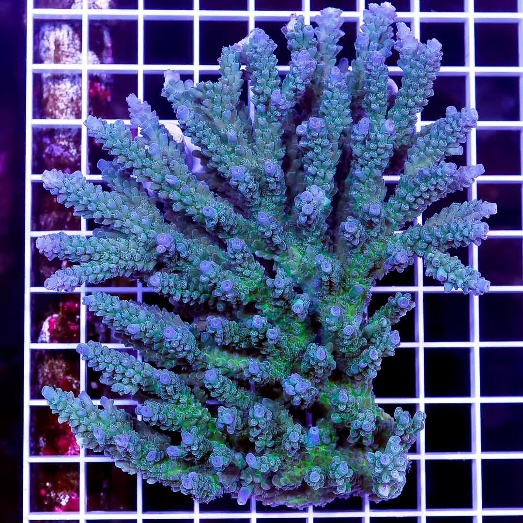 Ultra Hot Aussie Acropora Mother Colony UHAAMC082506 WYSIWYG