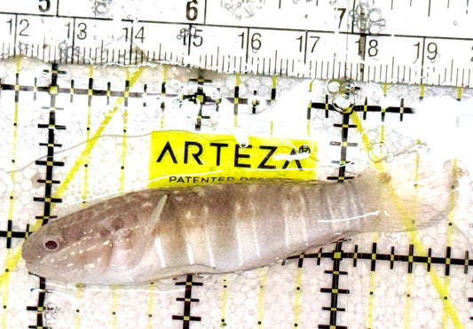 Sand Shifting Banded Sleeper Bullet Goby SSBSBG061202 WYSIWYG Size: M 2.75" approx