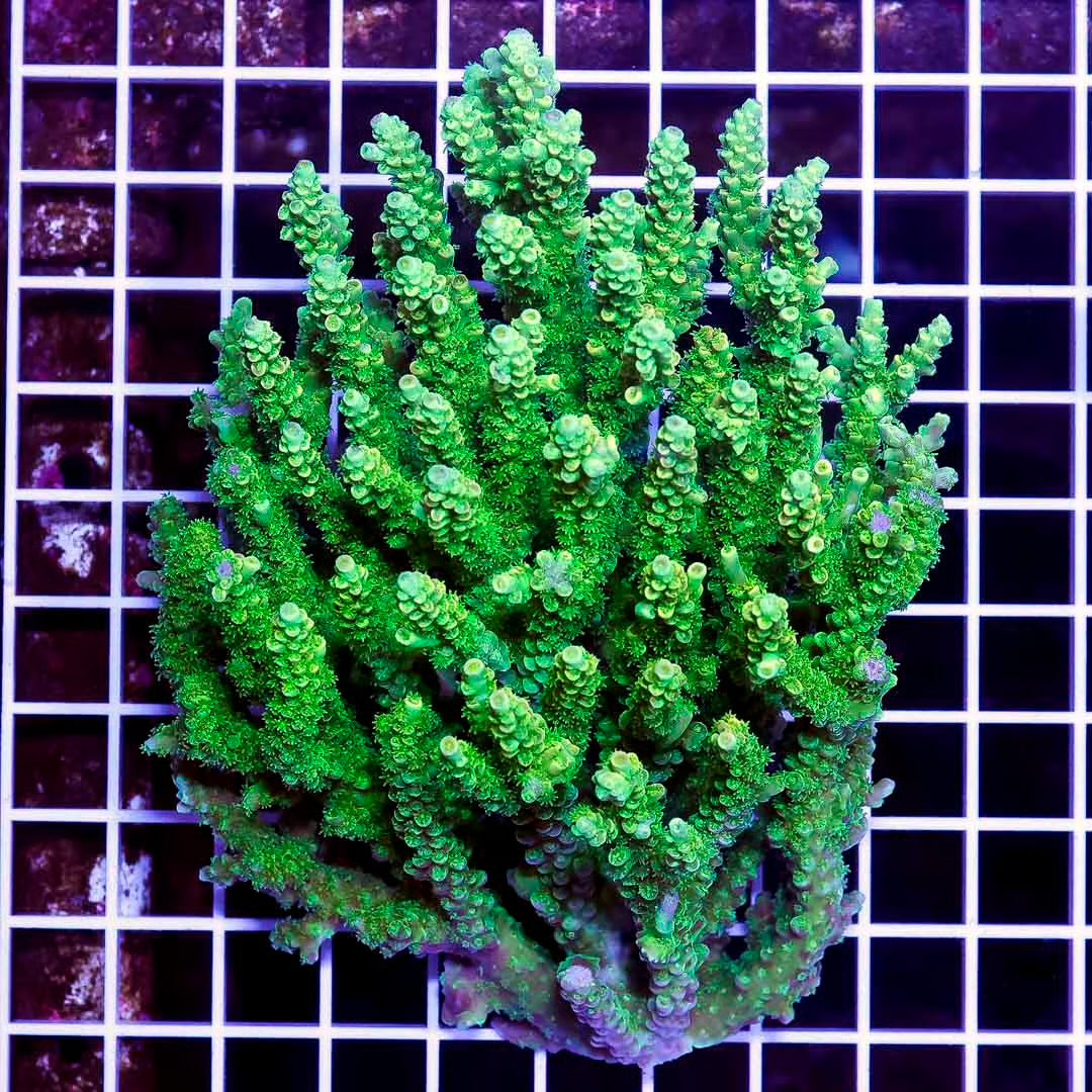 Ultra Hot Aussie Acropora Mother Colony UHAAMC082507 WYSIWYG