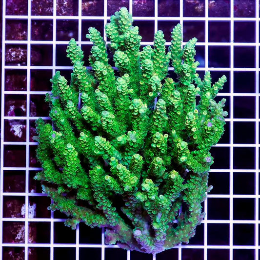 Ultra Hot Aussie Acropora Mother Colony UHAAMC082507 WYSIWYG