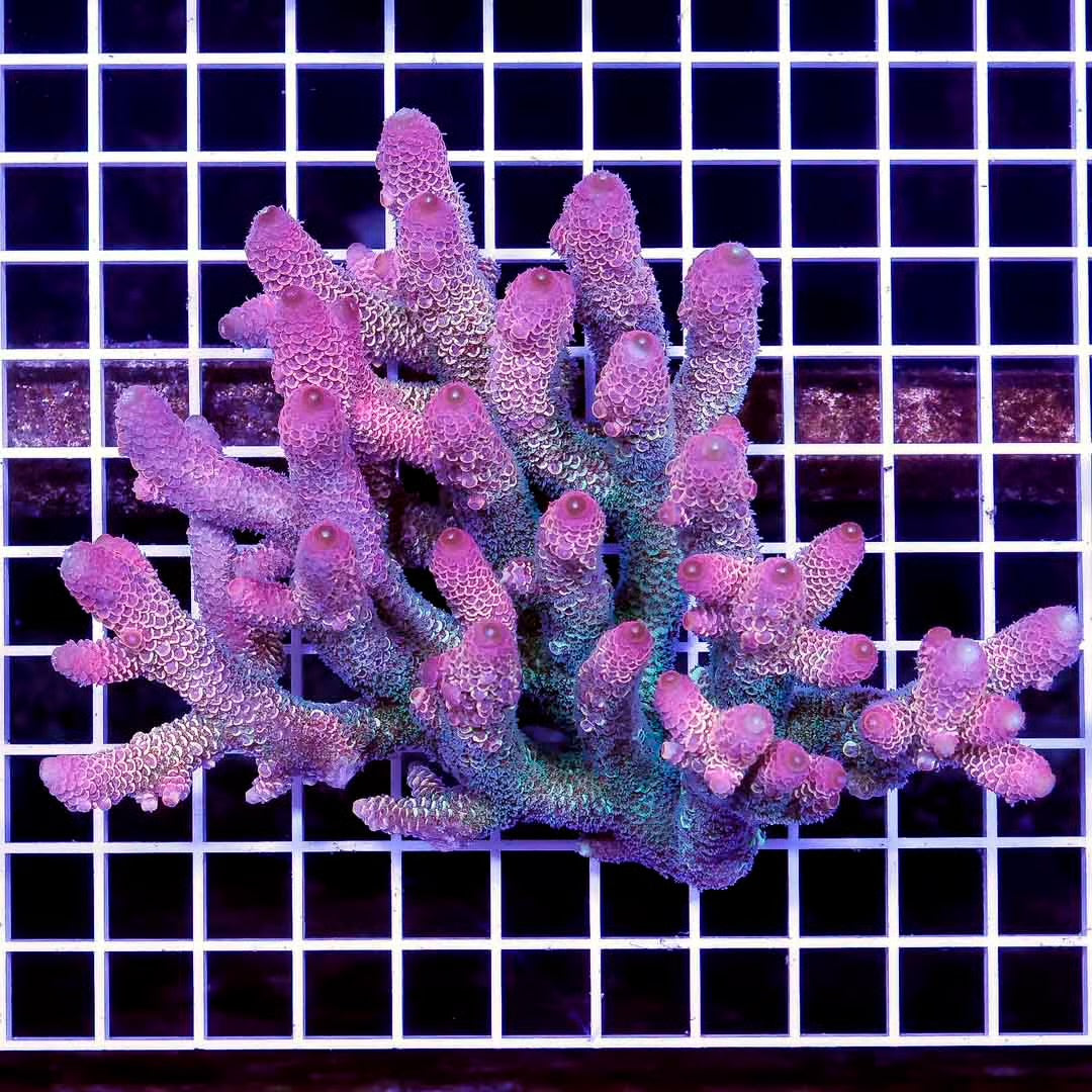 Ultra Hot Aussie Acropora Mother Colony UHAAMC082608 WYSIWYG