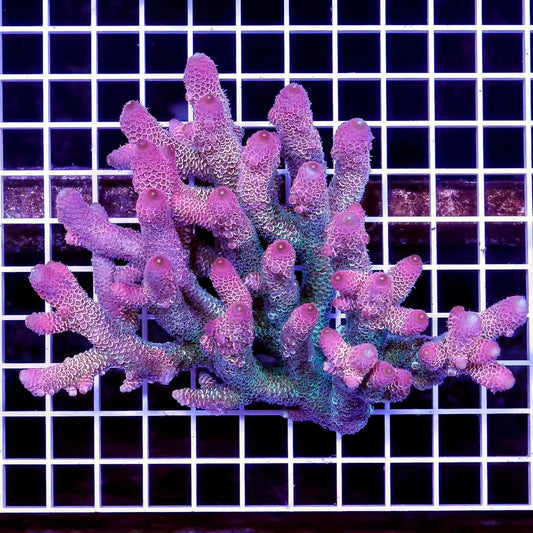 Ultra Hot Aussie Acropora Mother Colony UHAAMC082608 WYSIWYG