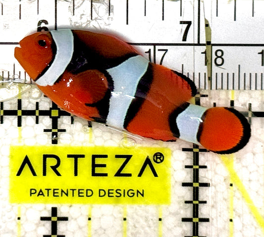 True Percula Clownfish TPC061201 WYSIWYG Size: S 1.75" approx