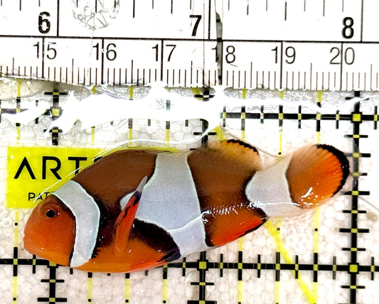 True Percula Clownfish TPC061202 WYSIWYG Size: S 2.25"approx