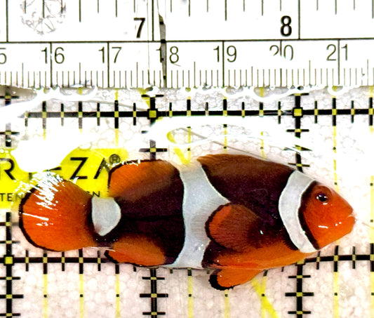 True Percula Clownfish TPC061203 WYSIWYG Size: S 2.25"approx