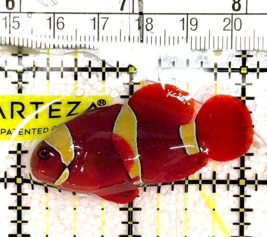 Gold Bar Maroon Clownfish Bali Grade A (Wild Caught) GBMCBG061201 WYSIWYG Size: M 2" approx