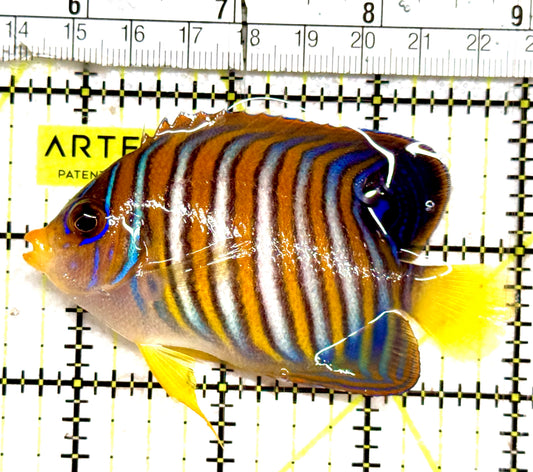 Regal Angelfish RA061203 WYSIWYG Size: ML 3.5" approx
