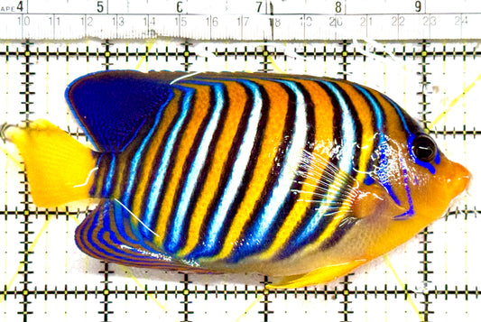 Regal Angelfish Sumatra Yellow Belly (Vibrant Color Indo) RASYBVCI061201 WYSIWYG Size: XL 5.75" approx
