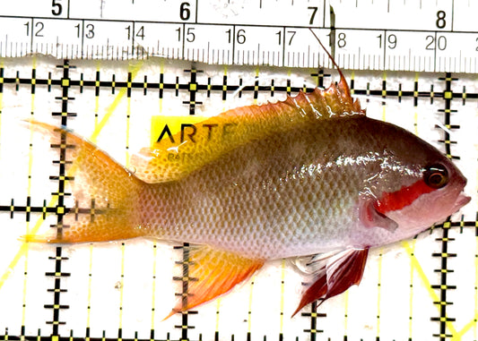 SuperMale Hutchii Anthias SHA061401 WYSIWYG Size: XXL/SHOW 3.25" approx