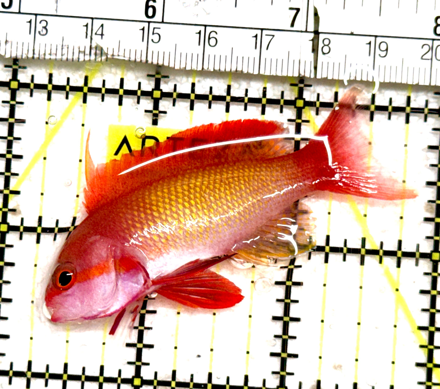 Male Lyretail Anthias (Indonesia) MLA061301 WYSIWYG Size: M 2.75" approx