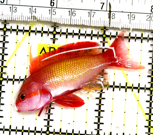 Male Lyretail Anthias (Indonesia) MLA061301 WYSIWYG Size: M 2.75" approx