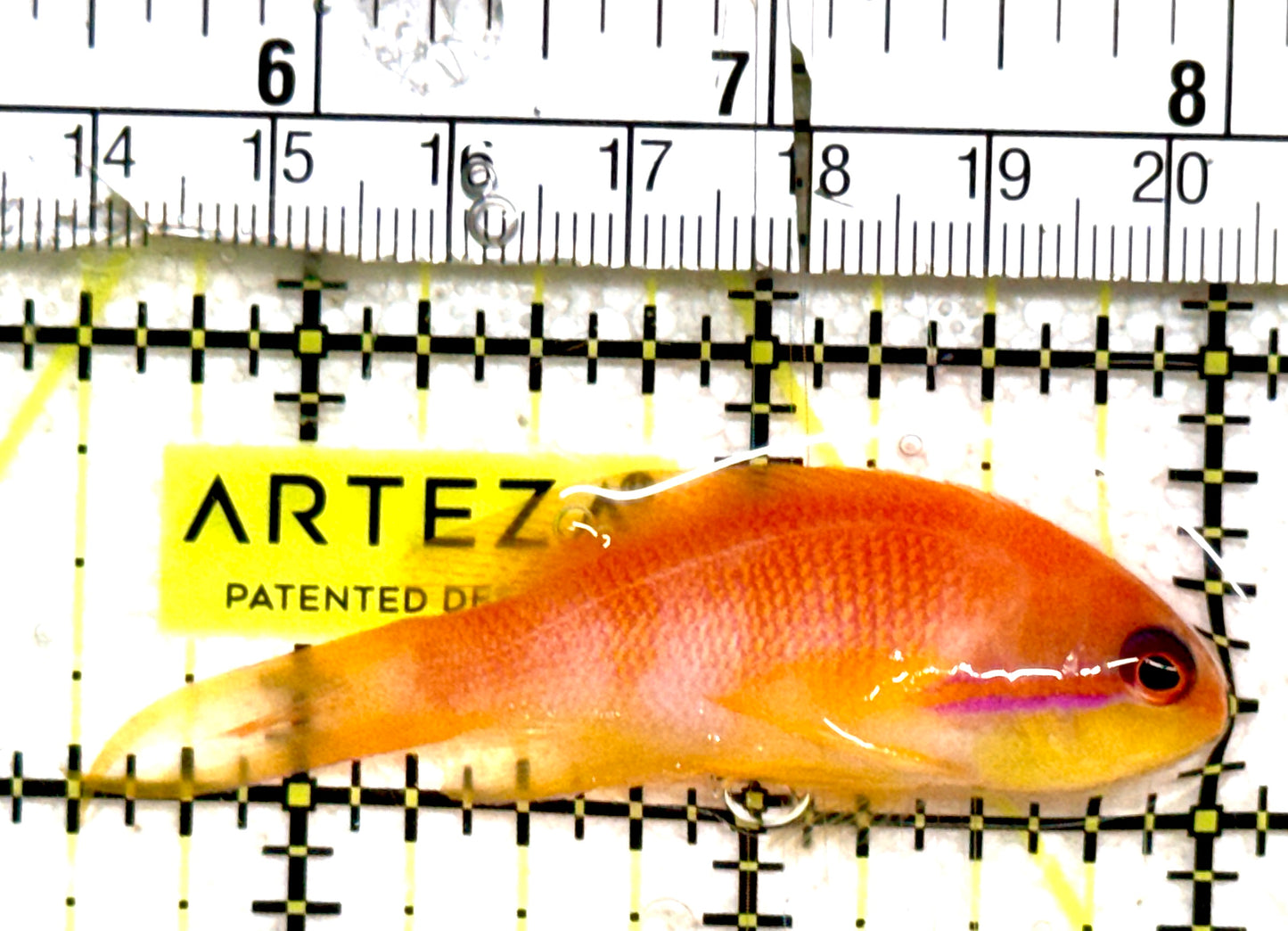 Female Lyretail Anthias (Indonesia) FLA061301 WYSIWYG Size: SHOW XXL 2.5" approx