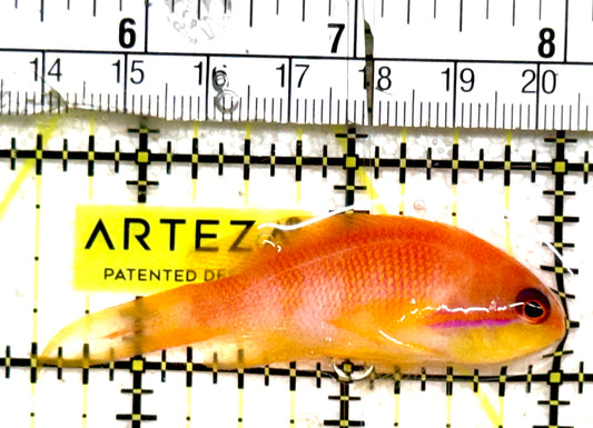 Female Lyretail Anthias (Indonesia) FLA061301 WYSIWYG Size: SHOW XXL 2.5" approx