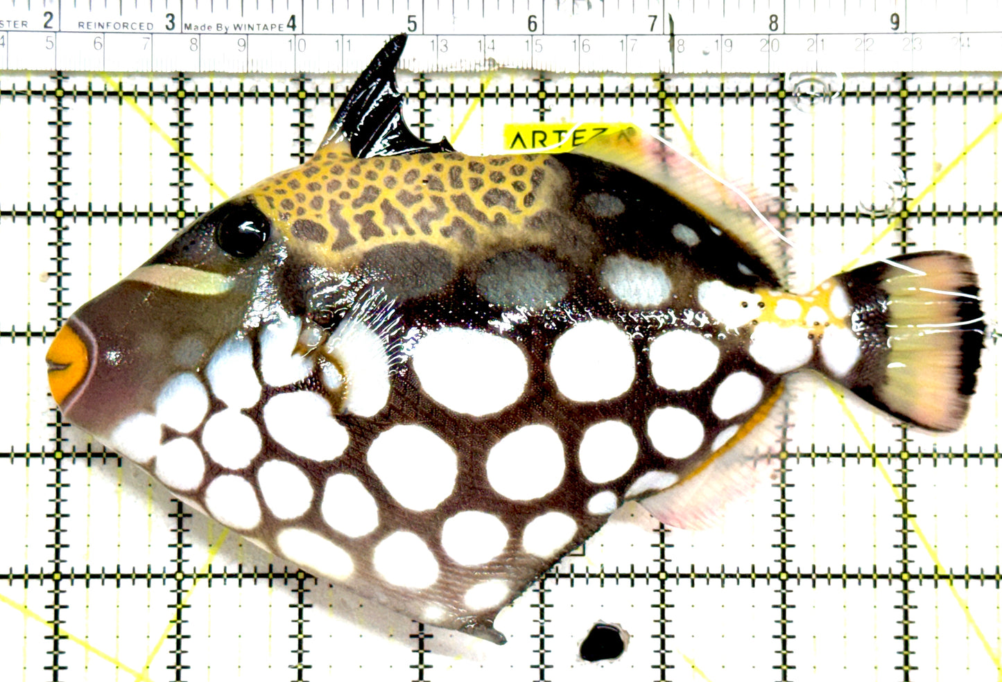 Clown Triggerfish CT061201 WYSIWYG Size: XXL 7.75" approx